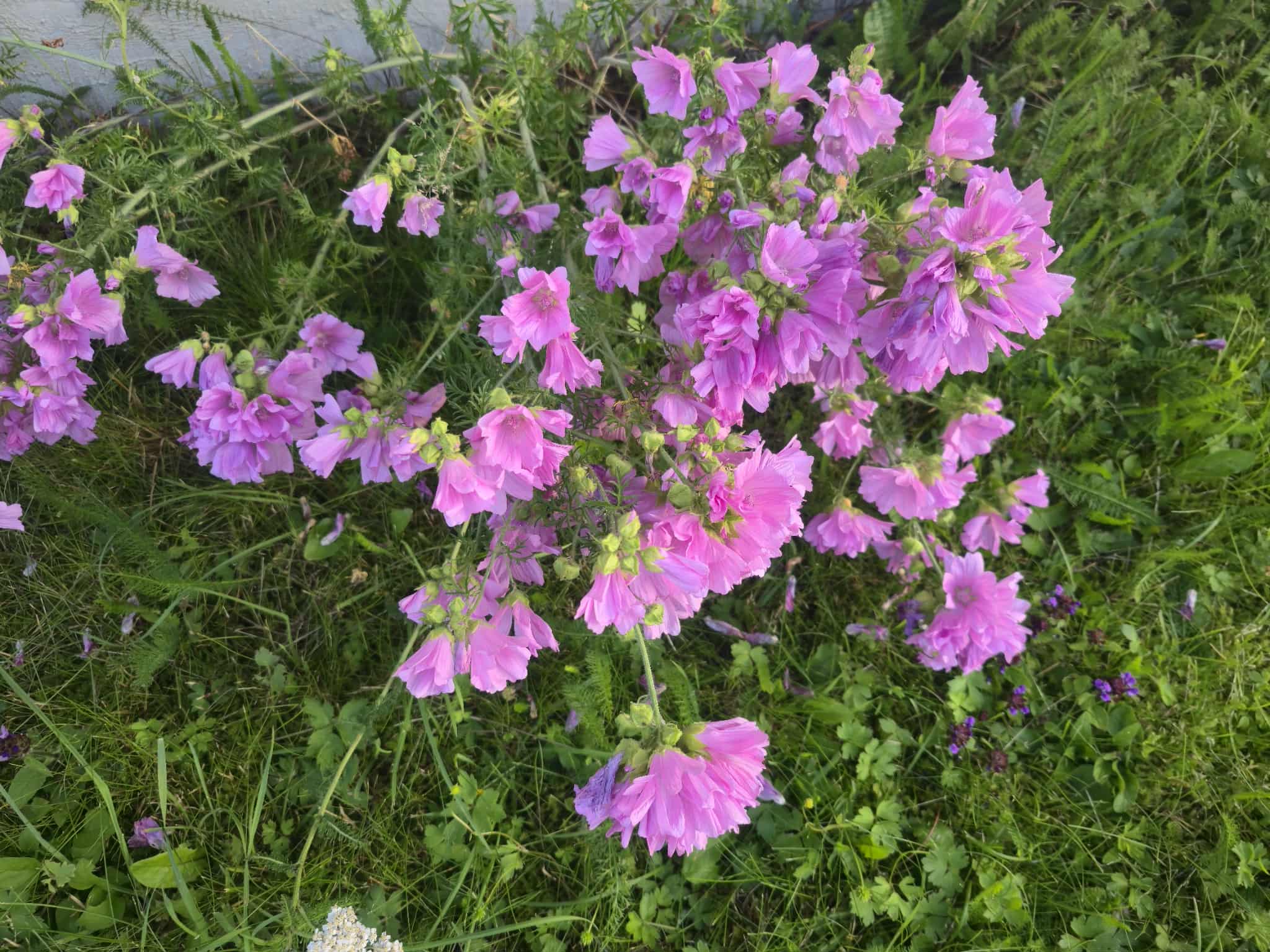Flower photography collection