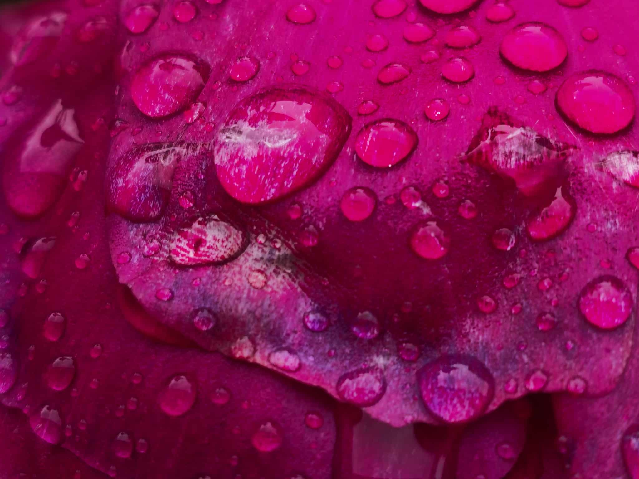 Flower photography