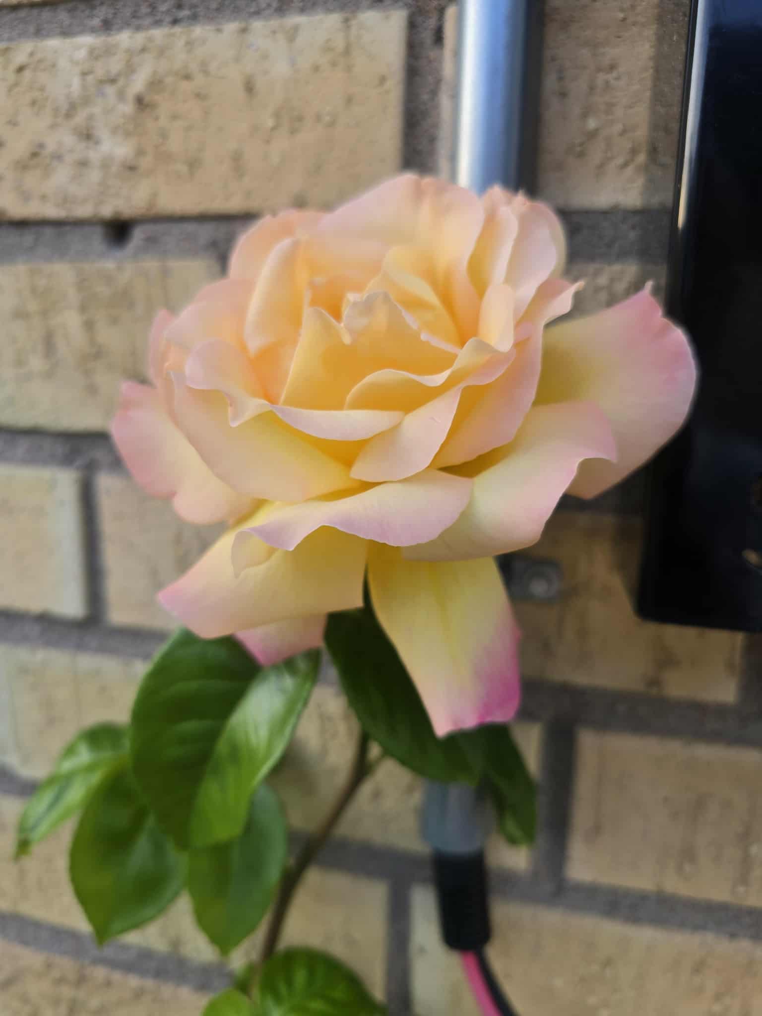 Flower photography