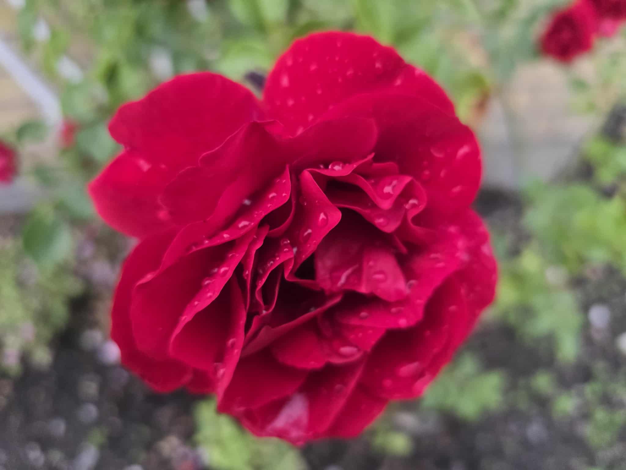 Flower photography