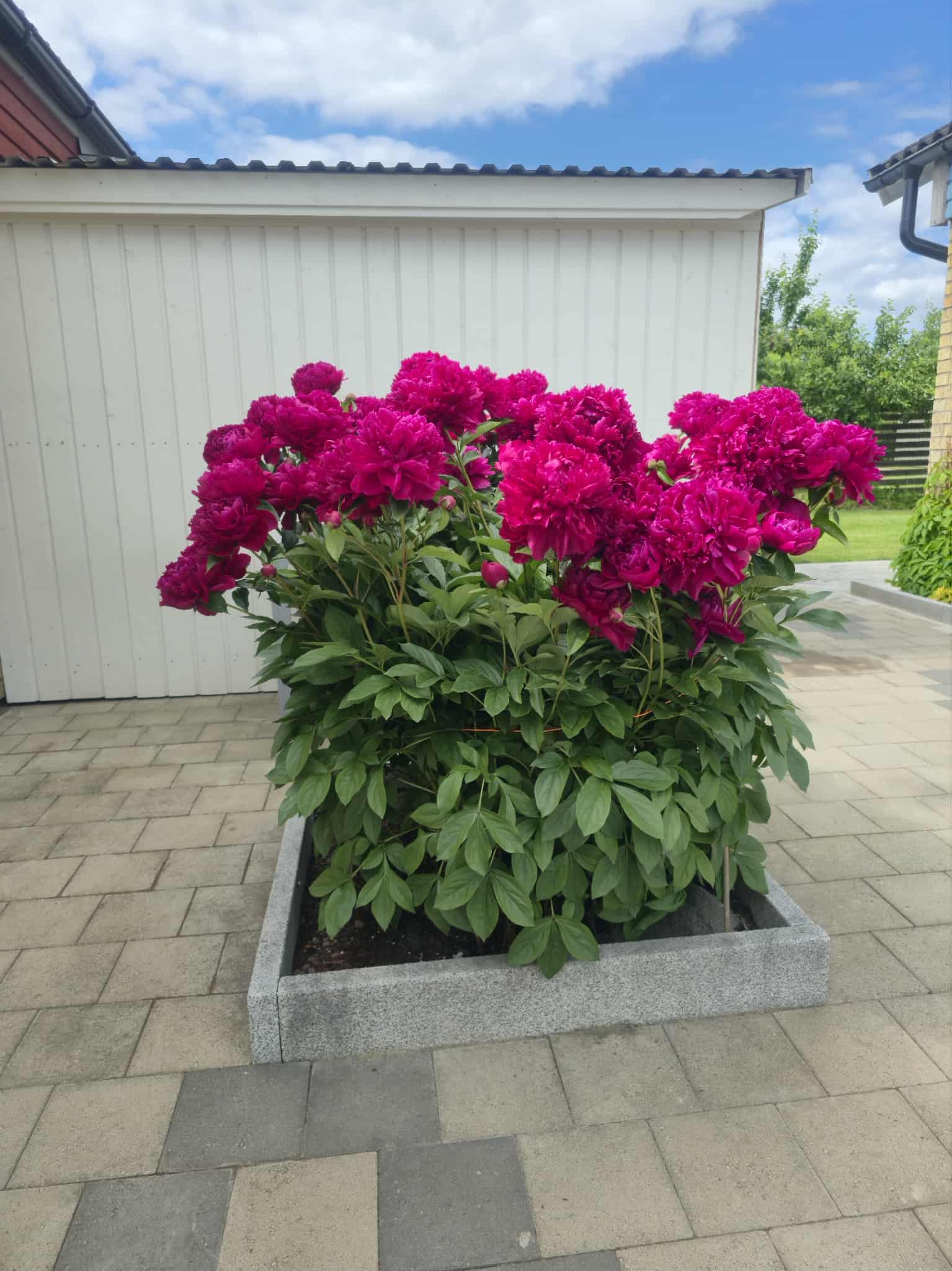Flower photography