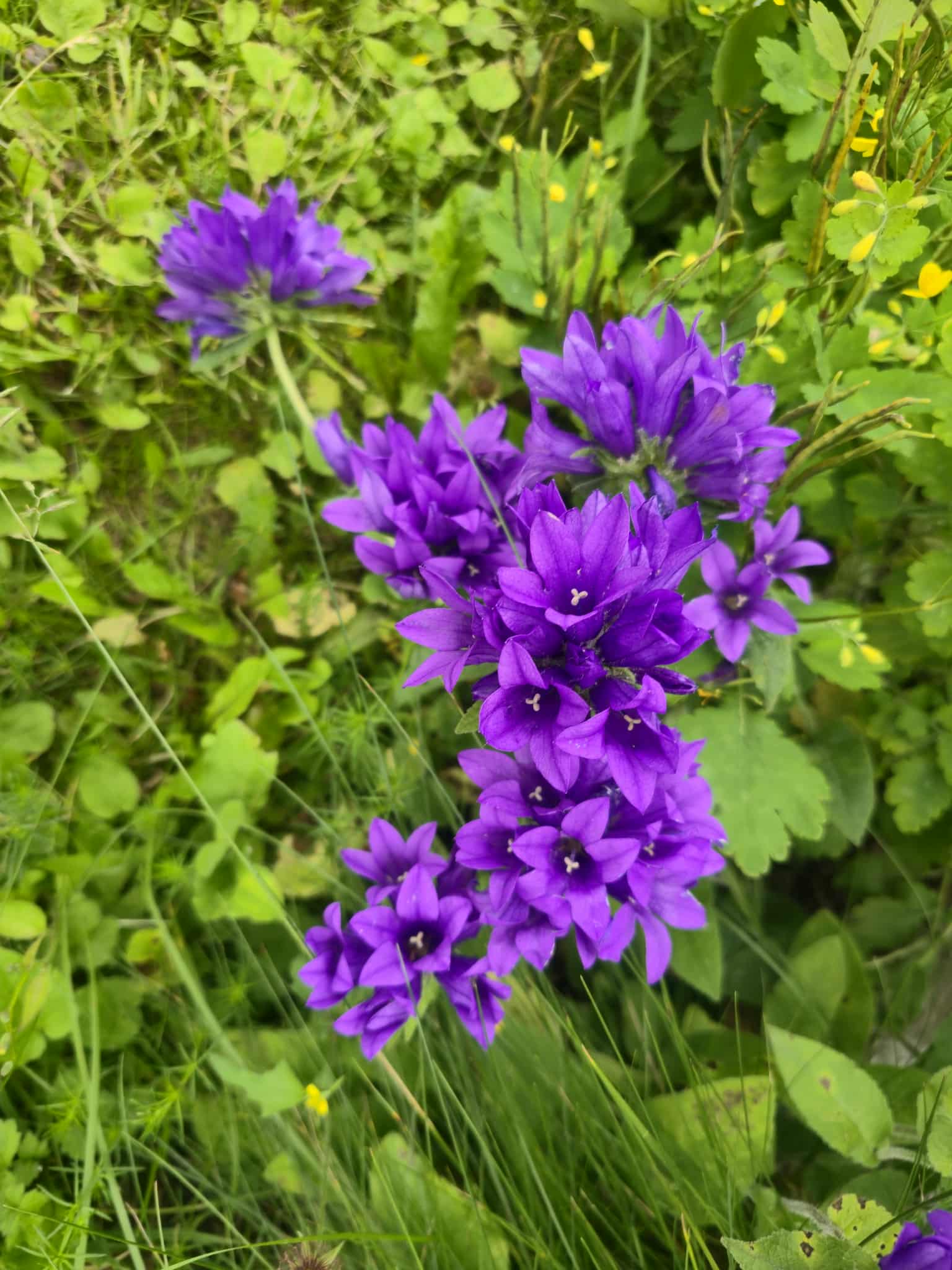 Flower photography