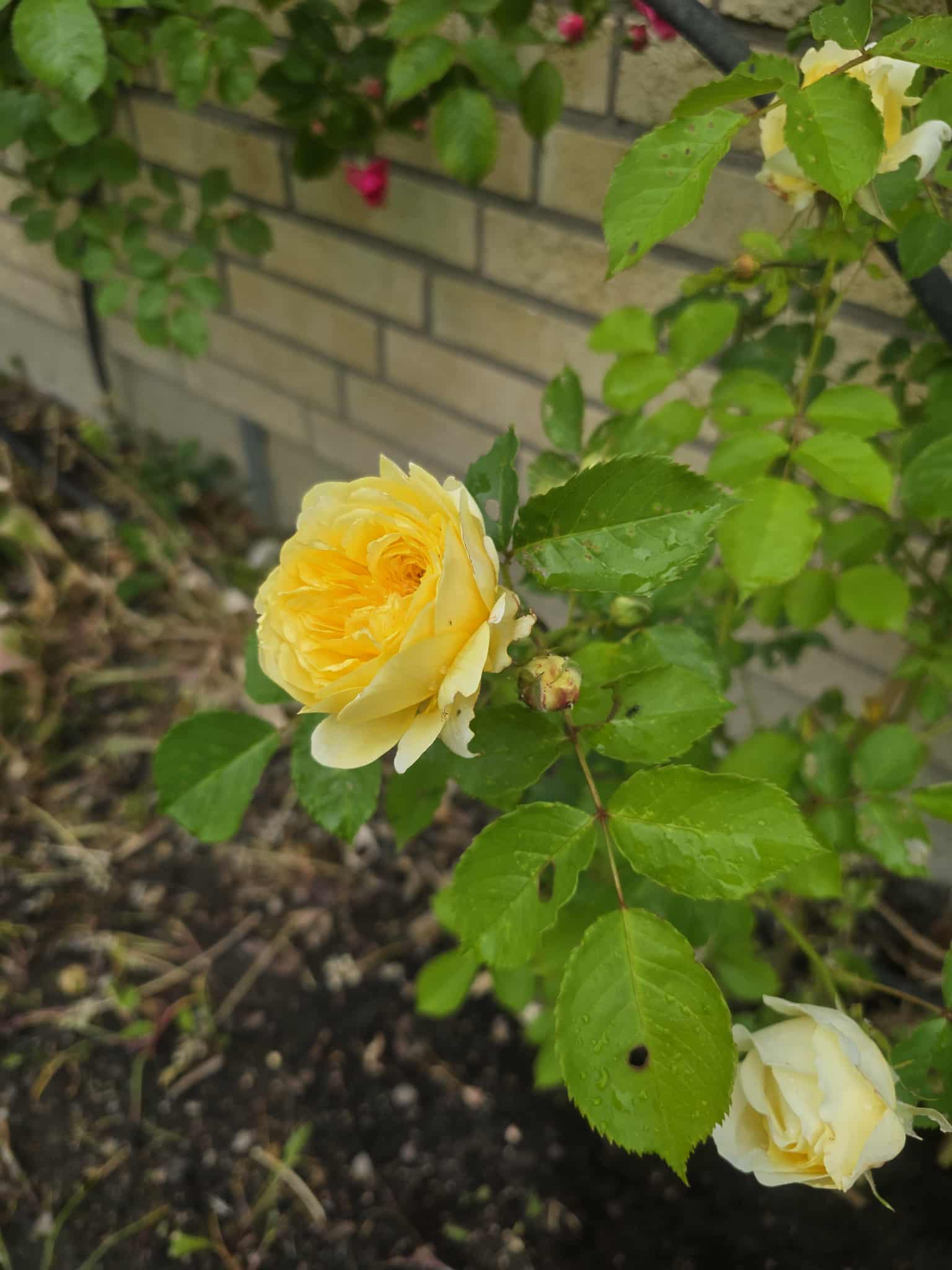 Flower photography